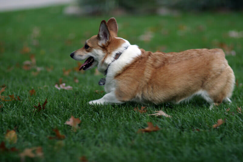 Corgi Running